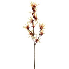 Hamamelis x2, 77cm, hellgelb