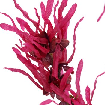 Hamamelis x3, 104cm, pink