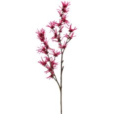 Hamamelis x3, 104cm, pink