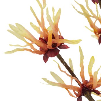 Witch hazel x3, 104cm, light yellow