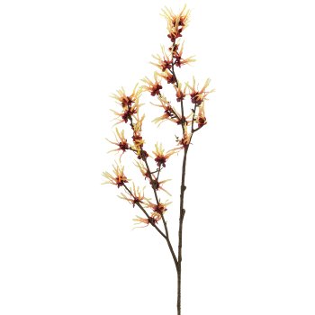 Witch hazel x3, 104cm, light yellow