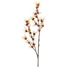 Hamamelis x3, 104cm, hellgelb