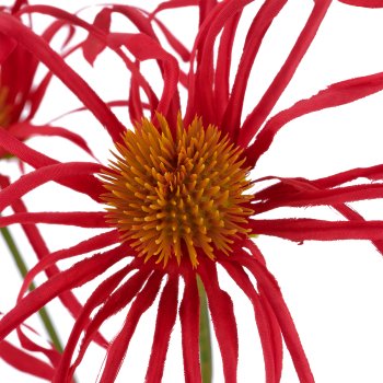 Rudbeckia x3, 63cm, dunkelrosa