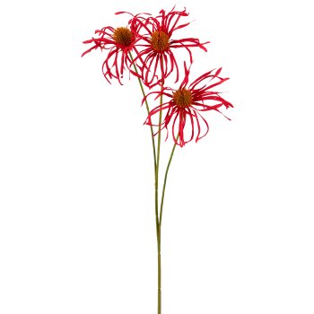 Rudbeckia x3, 63cm, dunkelrosa