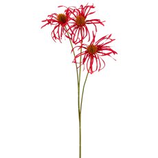 Rudbeckia x3, 63cm, dunkelrosa