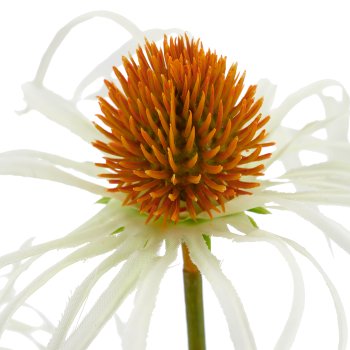 Rudbeckia x3, 63cm, weiß