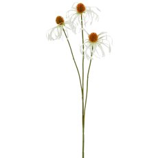 Rudbeckia x3, 63cm, weiß