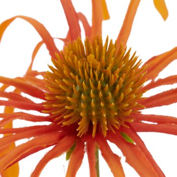 Rudbeckia x3, 63cm, orange