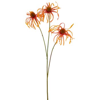 Rudbeckia x3, 63cm, orange