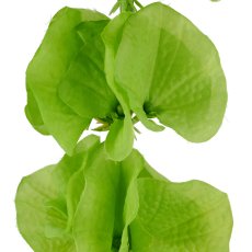 Molucella, 78cm, grün
