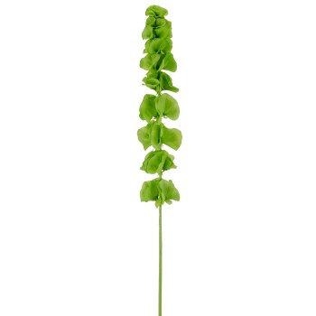 Molucella, 78cm, grün