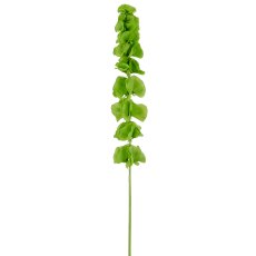 Molucella, 78cm, grün