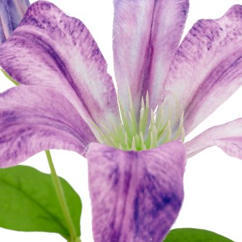 Clematis x2, 75cm, lila
