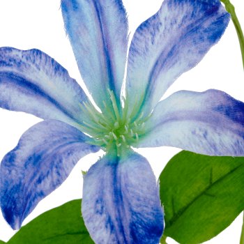 Clematis x2, 75cm, blau