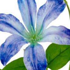Clematis x2, 75cm, blau