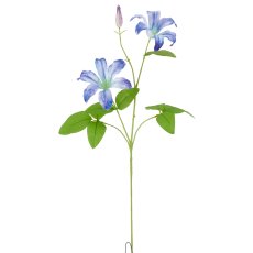 Clematis x2, 75cm, blau