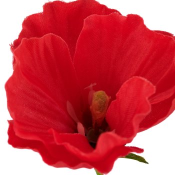 Mallow, 64cm, coral