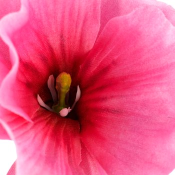 Malve, 64cm, rosa
