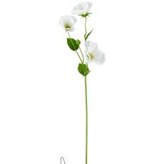 Malve, 64cm, weiß