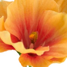 Mallow, 64cm, apricot