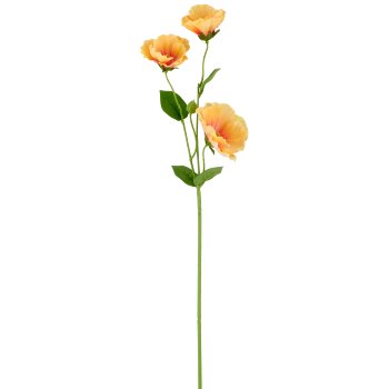 Mallow, 64cm, apricot