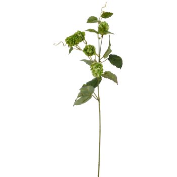 Hopfen, 73cm, grün