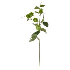 Hopfen, 73cm, grün