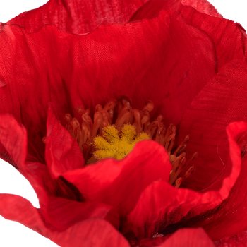 Mohn x3, 80cm, rot
