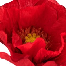 Mohn x3, 80cm, rot