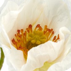 Poppy seeds x3, 80cm, white