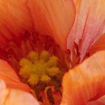 Mohn x3, 80cm, apricot