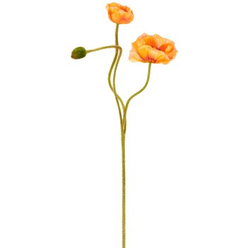 Mohn x3, 80cm, apricot