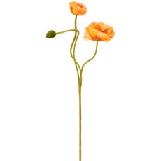 Mohn x3, 80cm, apricot