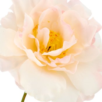 Rose x3, 92cm, apricot