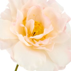 Rose x3, 92cm, apricot