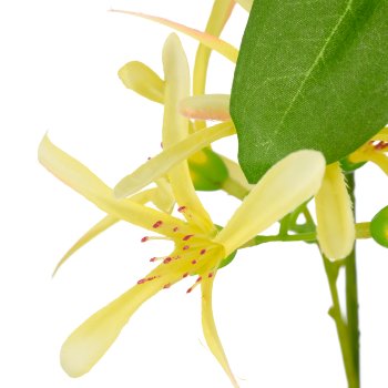 Chionanthus, 112cm, hellgelb