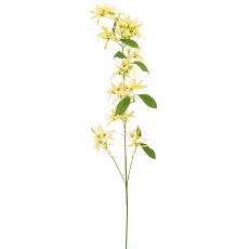 Chionanthus, 112cm, hellgelb
