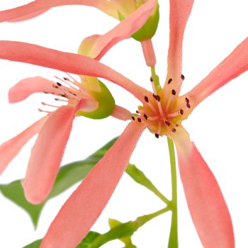 Chionanthus, 112cm, apricot