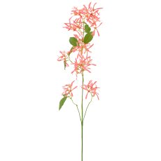 Chionanthus, 112cm, apricot