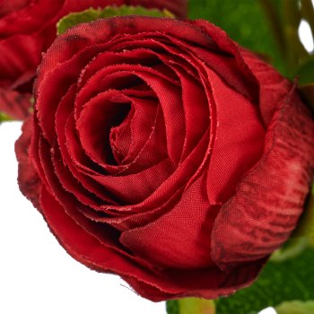 Rosenbund x12, 35cm, rot