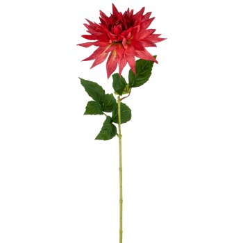 Dahlie x1, 60cm, dunkelrot