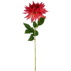Dahlie x1, 60cm, dunkelrot