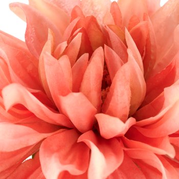 Dahlie x1, 60cm, rosa