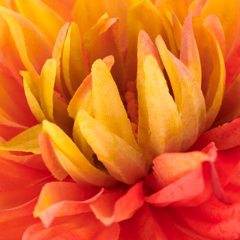 Dahlie x1, 60cm, apricot