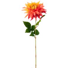 Dahlie x1, 60cm, apricot
