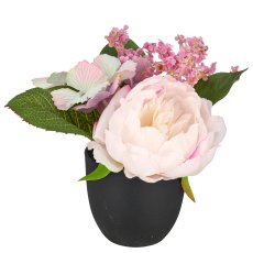 Peony arrangement, 16cm, rosa, in black plastic pot 8x8x7cm