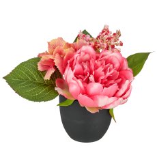 Peony arrangement, 16cm, pink, in black plastic pot 8x8x7cm