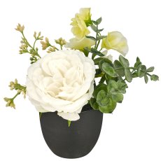 Rose arrangement, 16cm, weiß, in black plastic pot 8x8x7cm