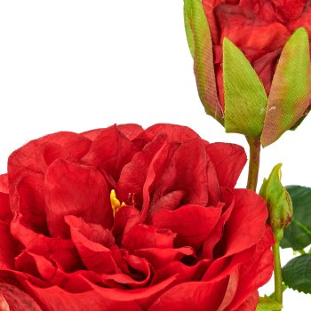 Rose x1, 26cm, rot, in black plastic pot 8x8x7cm