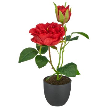 Rose x1, 26cm, rot, in black plastic pot 8x8x7cm